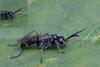Caliadurgus fasciatellus